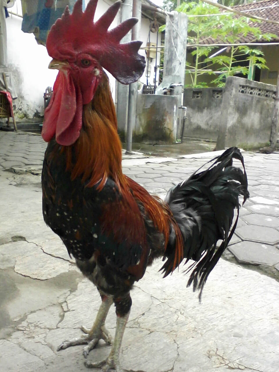 15 Jenis Ayam Hias Terlengkap Beserta Foto Gambar Okdogicom