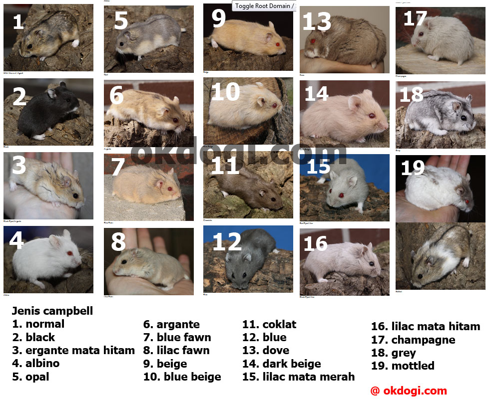 7 Jenis Hamster Paling Populer Dan Unik Wajib Baca