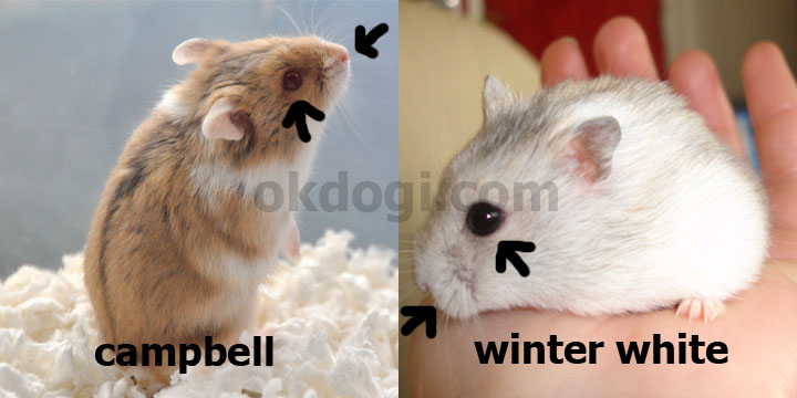 perbedaan campbell dan winter white