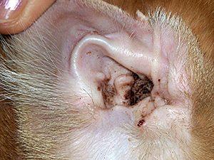 Infeksi telinga kucing