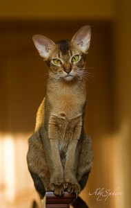 Ras kucing abyssinian
