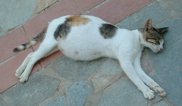 lama kucing hamil sampai melahirkan