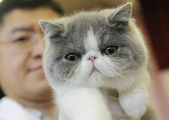 persian peaknose kitten