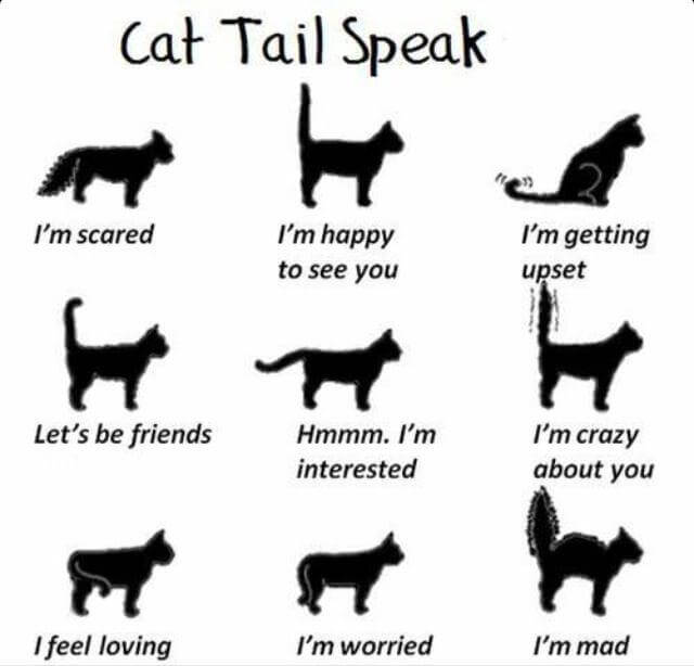 bahasa ekor kucing