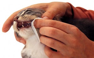 cara membersihkan gigi kucing