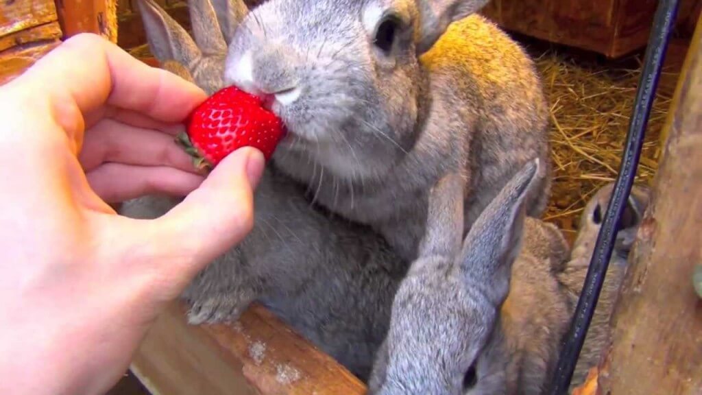 strawberry untuk kelinci