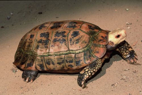 Kura-kura Elongated Tortoise