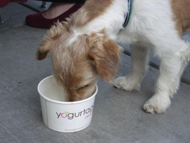 yogurt untuk anjing peliharaan