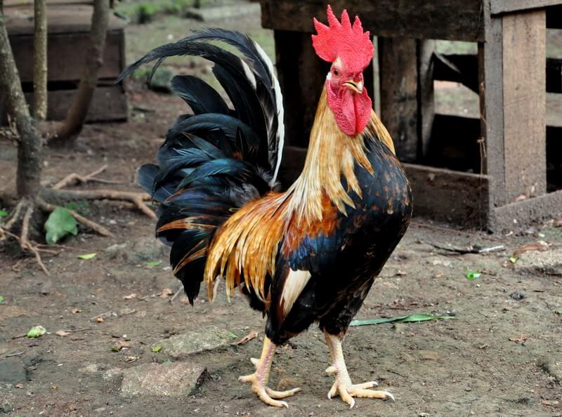 19 Jenis Ayam Hias Terlengkap Beserta Foto + Gambar