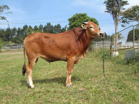Hasil gambar untuk viterna nasa untuk sapi hamil