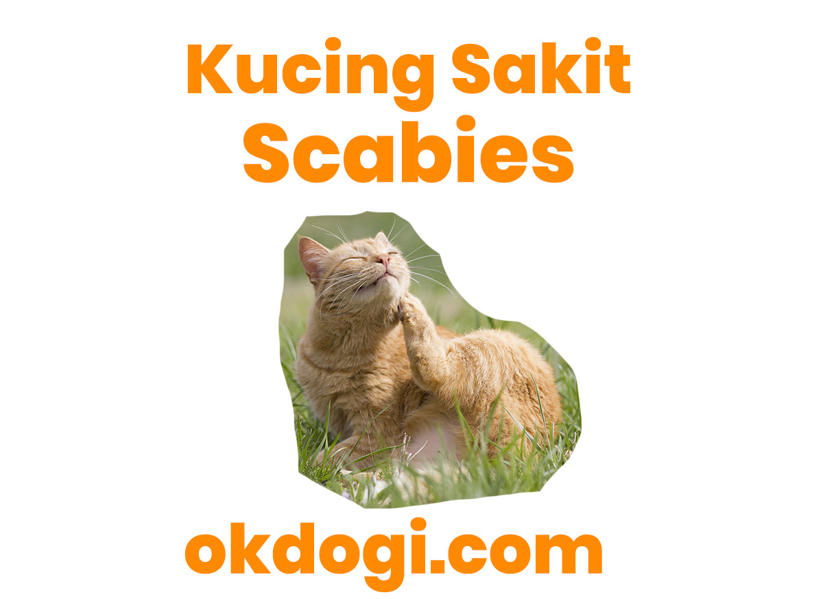 kucing sakit scabies