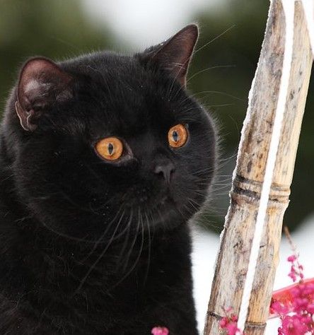 Kucing British Shorthair Harga Cara Merawat Sejarah Fakta Unik