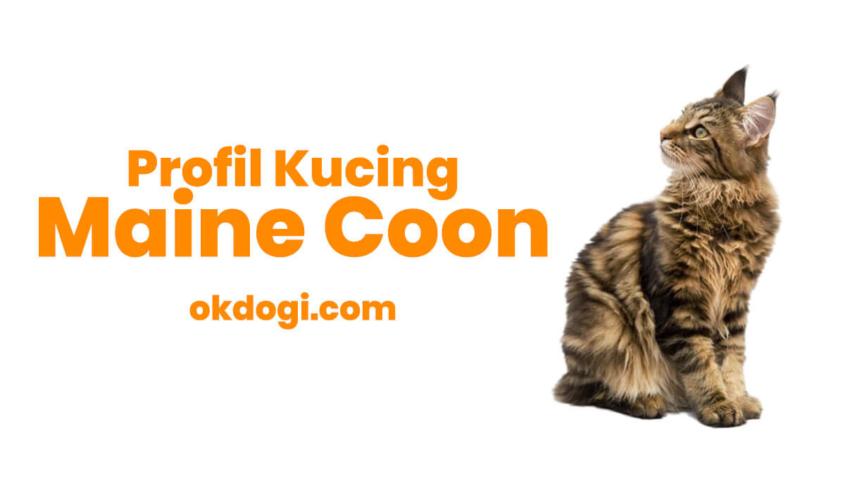 Kucing Maine Coon Harga Ciri Fisik Asli Dan Perawatan Okdogi Com