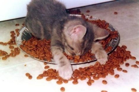 kucing makan terlalu banyak