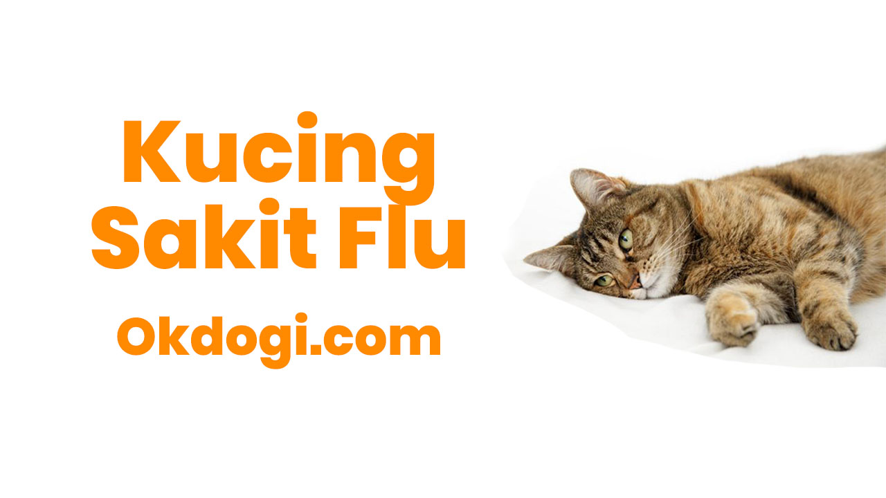 kucing sakit flu
