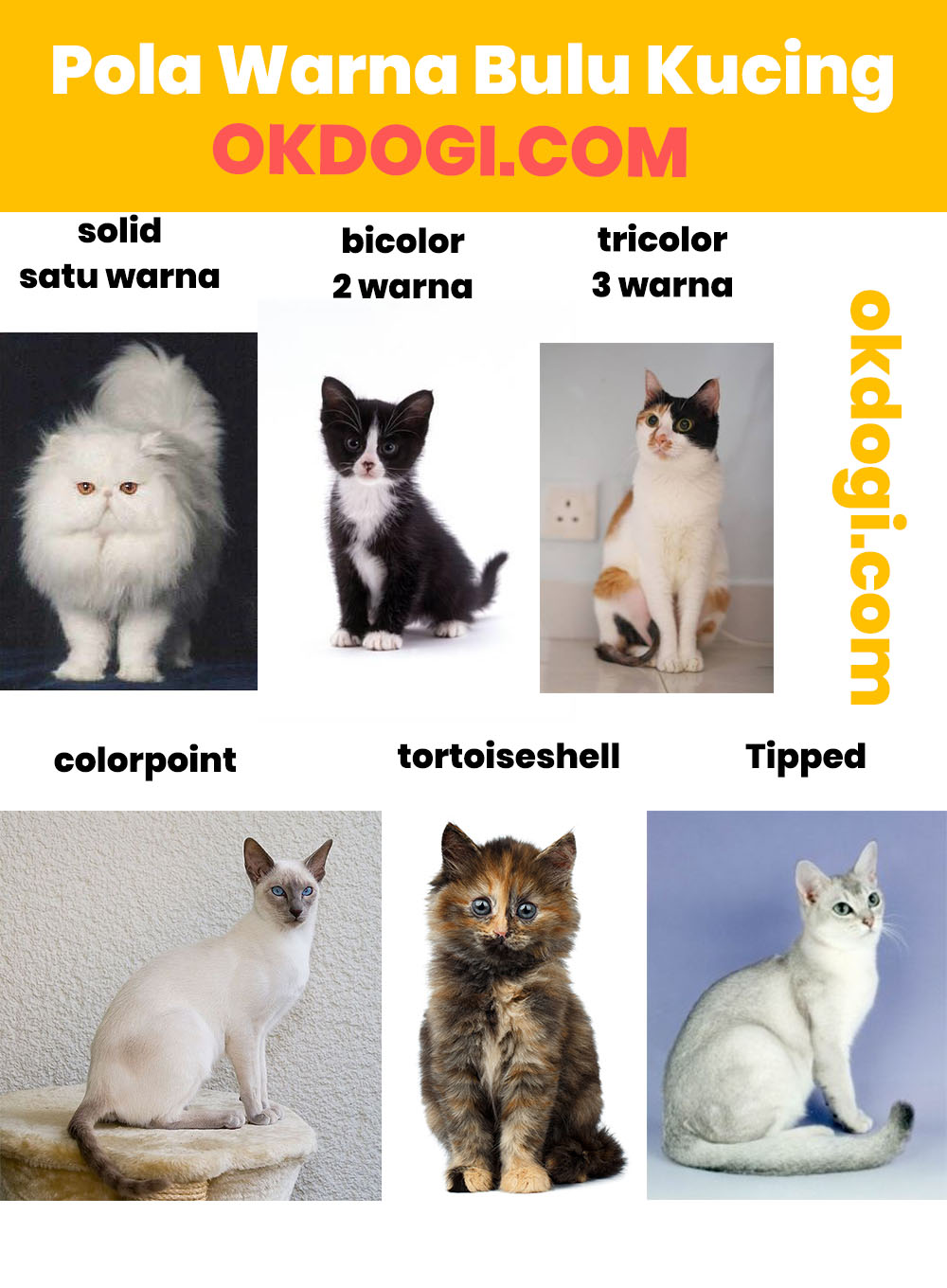 Klasifikasi kucing kampung