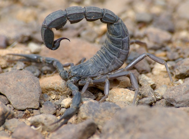 Arabian Fat-tailed scorpion