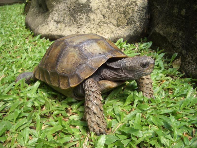 Asian Forest Tortoise