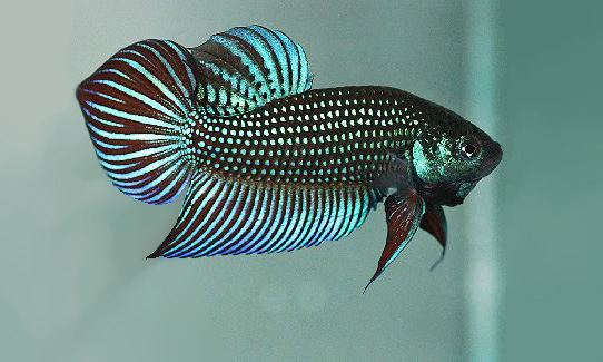 Ikan Cupang Akarensis