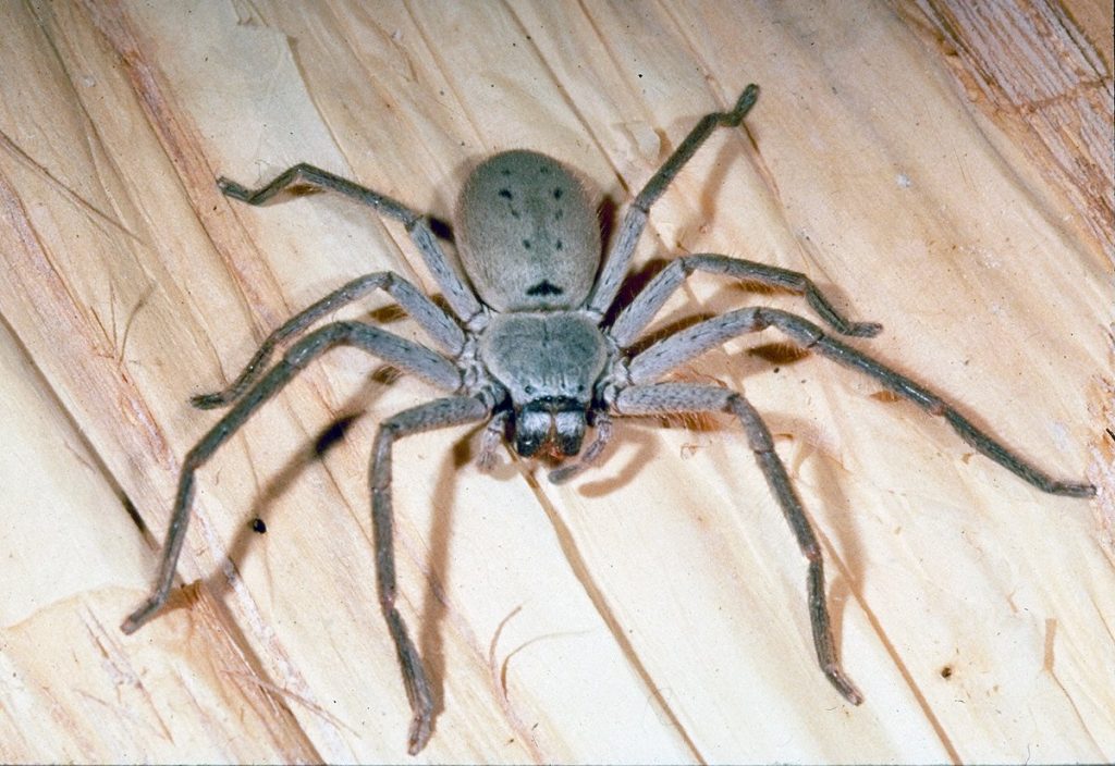 The Huntsman Spider