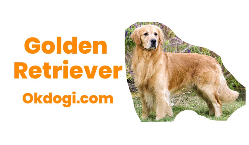 anjing golden retriever