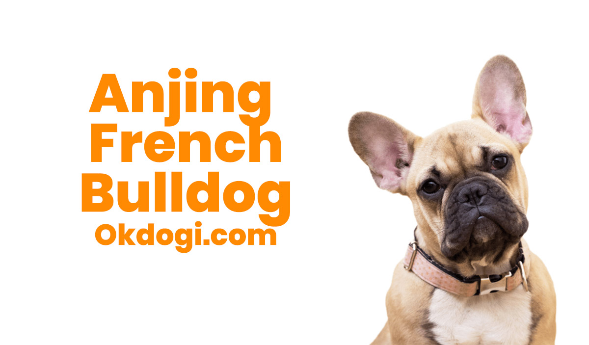 anjing french bulldog