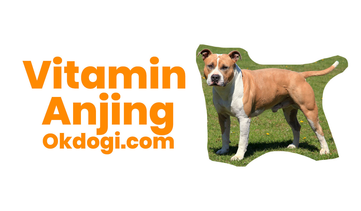 vitamin anjing