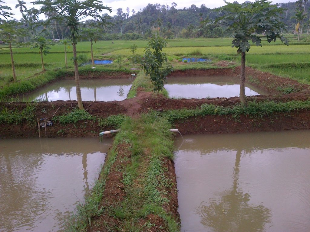 kolam tanah untuk gabus