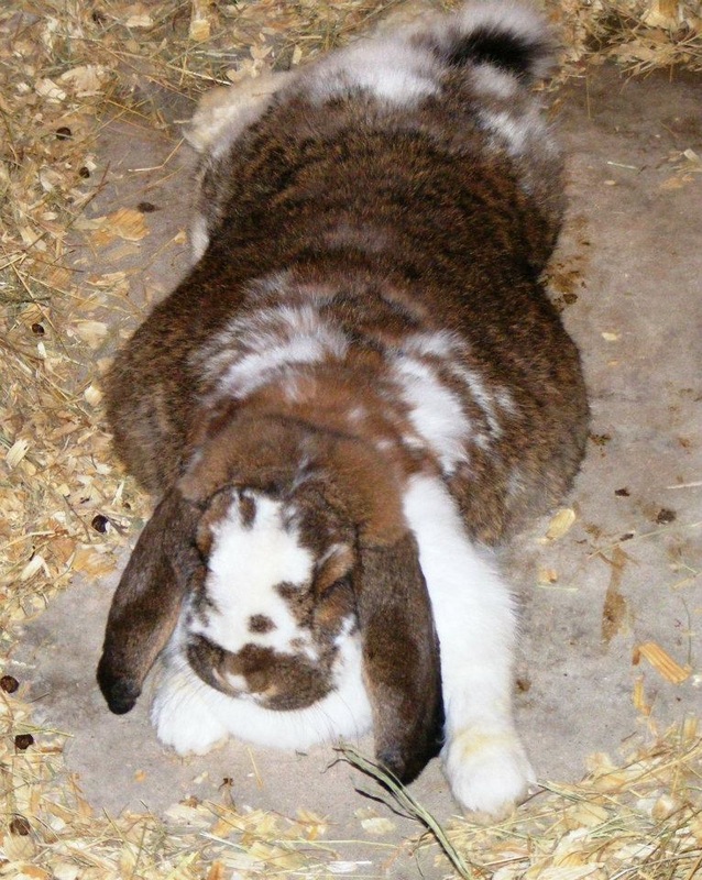 perut kelinci lebih besar