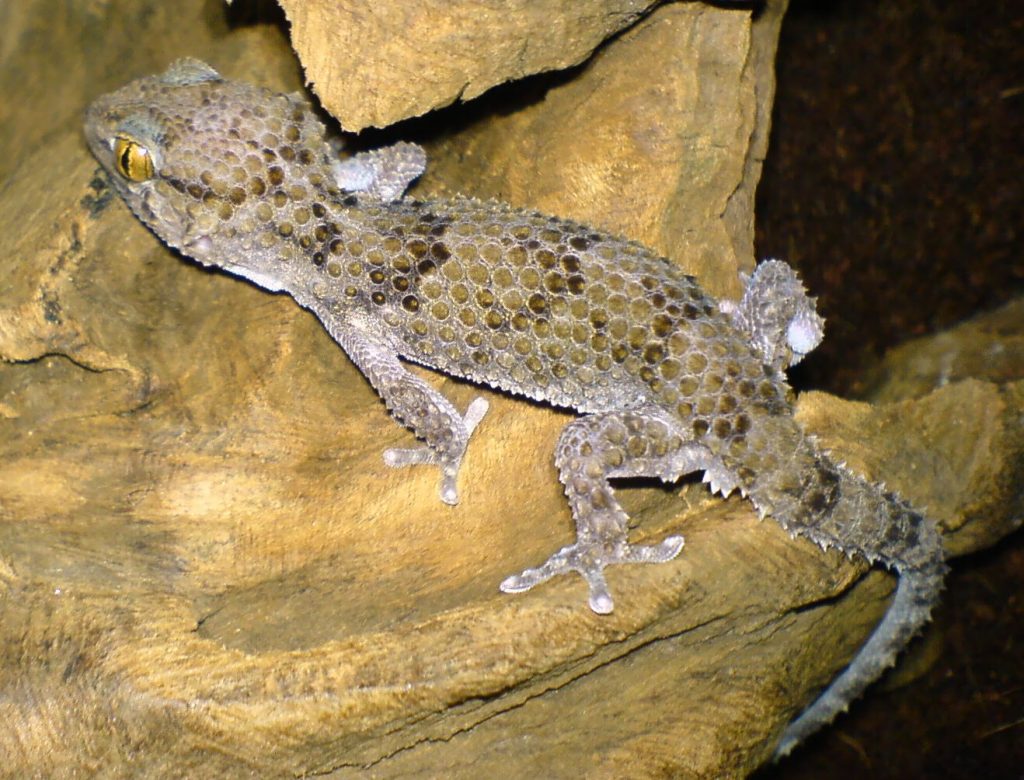 Pachydactylus bibronii