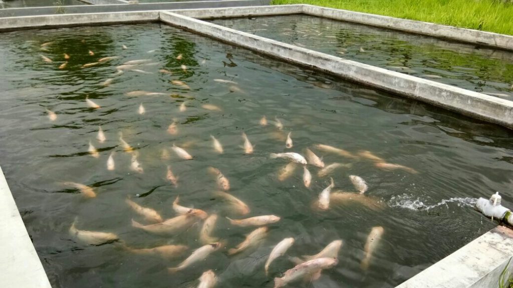 kolam ikan nila