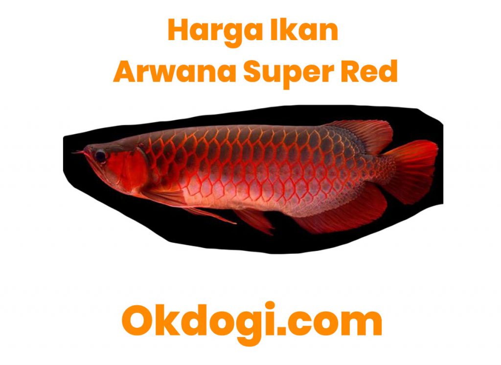 harga ikan arwana super red