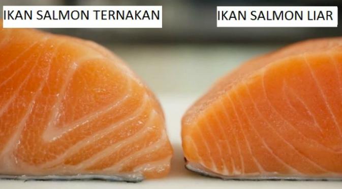 ikan salmon ternak dan liar