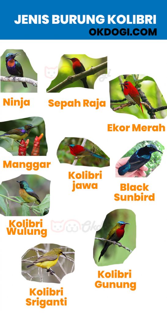 Jenis burung kolibri