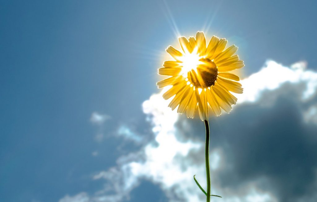 manfaat sinar matahari untuk bunga