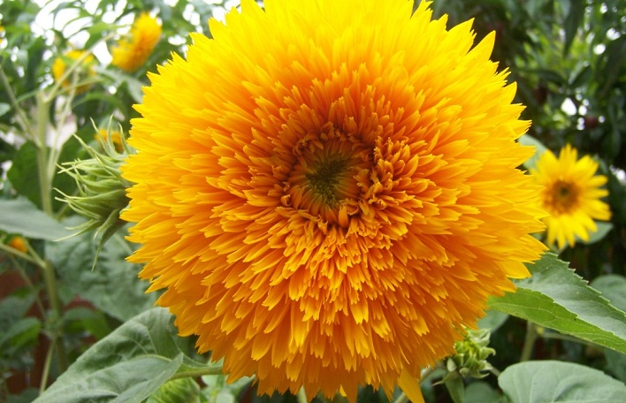 teddy bear bunga matahari