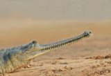 Gambar gharial