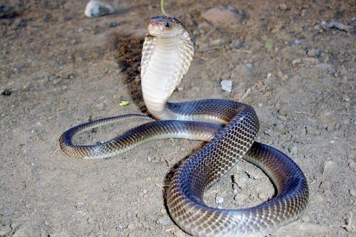 Gambar ular king cobra