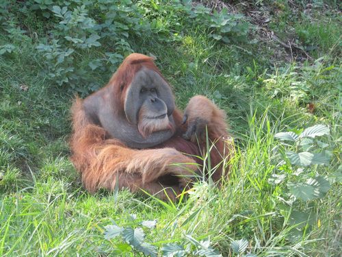 Gambar orangutan sumatra
