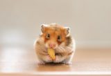 Makanan hamster
