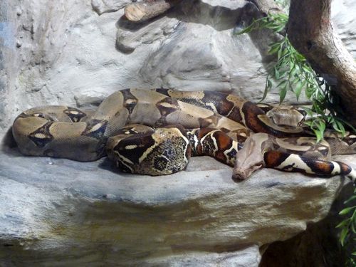 ular boa