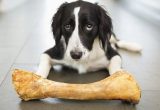 Anjing makan tulang