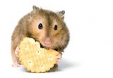 Hamster makan biskuit